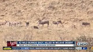 42 wild burros killed in desert