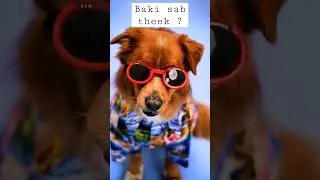 Cool Dog Cool 🐕 😎😎 #shorts #dog #doglover#baby