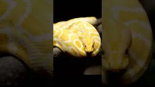 Up Close with an Albino Burmese Python 🐍✨