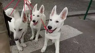 sortie chiot berger blanc suisse de naïade