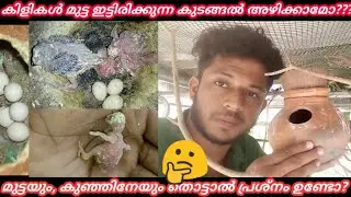 All Birds Breeding Tips Malayalam, മുട്ടയും, കുഞ്ഞിനേയും തൊട്ടാൽ പ്രശ്നം ഉണ്ടോ?  അറിയേണ്ടതെല്ലാം