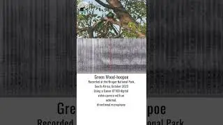 Green Wood-hoopoe | Making Africa Heard Sound Library