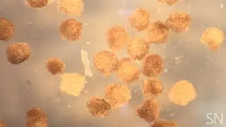 Frog cells transform into tiny living robots | Science News