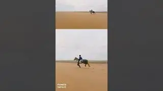 Horse galloping on the beach FPV footage #horses #beach #fpv #isleofman