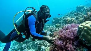 DIVERCOLLECTING SAMPLESVideo Link Provided Again