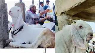 dewas bakra mandi Bakra Eid ki Mandi live update