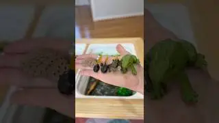 Frog Life Cycle Sensory Bin 🐸 Hands-On Science #sensoryplay #sensorybin