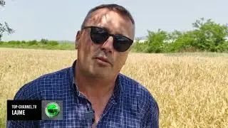 Top Channel/ Nis korrja e grurit në Myzeqe! Fermerët këtë vit po marrin më shumë prodhim, ulet çmimi