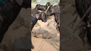 Village Home 🏡 got pongal 🐐🐐 shorts feed#shortvideo#shorts# mini vlogs