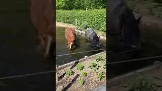 Paddock Paradise Horse Pool in The Netherlands