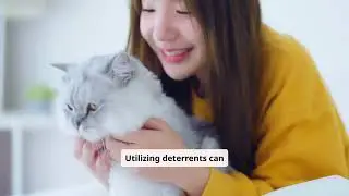 stop cat spraying the ultimate solution youve been waiting for