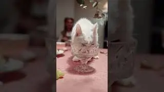 Harmonious Encounters: A Cat's Delicate Lick and Piano Melodies #cute #funny
