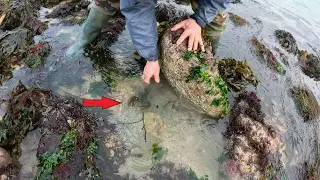 P&ecirc;che &agrave; pied &agrave; Erquy : jolies prises !