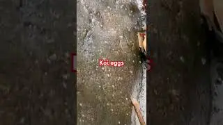 Koi eggs ￼#newvideo2023 #viralvideo  #Pond #landscaping  #KoiFish #pondlife