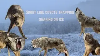 Coyote Trapping - Snaring on Ice - Short Line