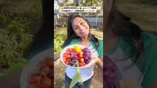 ఏ🫑బాగుంది రెండిట్లో⁉️colorful Harvest🤩#shorts #trending #gardening #plants #organic #farming #usa
