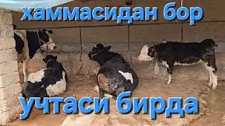ДЕХКОНЧИЛИК МОЛЛАРИ СОТИЛАДИ 