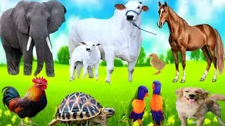 Real Farm Animal Sounds: Cow, Goat, Sheep, Dog, Cat, Horse & More | Cute & Relaxing Animals #animals