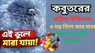 শীতকালে কবুতরের ঠান্ডা ও সর্দির প্রাকৃতিক চিকিৎসা | কবুতরের শীতকালীন যত্ন! #pegion #treatment #care