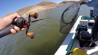 El Bass/Lobina mas grande de mi Vida (Bacurato 2019)