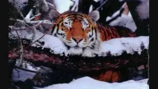 Tiger Slideshow