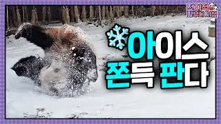 두쫀쿠보다 아쫀쿠🧆 2주 만의 외출에 팝핀 추는 엄마 판다ㅋㅋㅋ  | 전지적 할부지 시점 ep.248