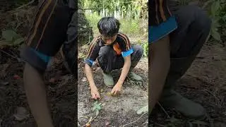 Makin hari bukan tambah naik malah tambah turun, bersabarlah wahai petani sawit 💪