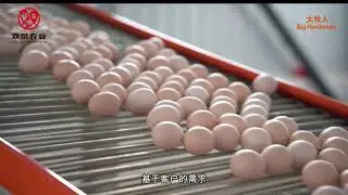 Big Herdsman 500000layer +600000rearing projects