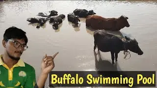 Traditionally Buffalo Bathing | Morning Routine