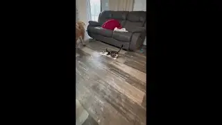 Joyce final video #cat #cats #catstagram #catvideos #catlovers