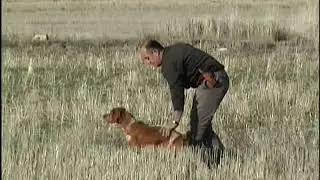 Epagneul Breton Ateş( twist du Hameau  de sorny x Valse du Hameau de Sorny ) Mercan av k&ouml;pekleri