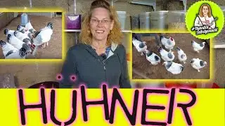 Мой ежедневный распорядок дня для курицы: кормление - чистка