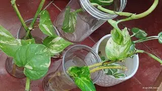 Grow your own money plant..in plain water/ no soil, no external growth factors # home indoor plants