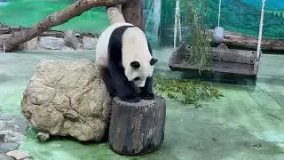 2025.05 台北動物園熊貓
