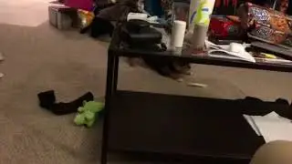 My dog has the zoomies