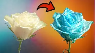 Color Changing Flower Experiment   Colored Roses