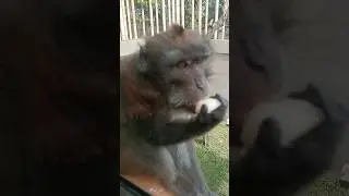 Monkey Eating Rambutan Fruit