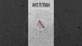 Ants attack Worm! #ants #worms #attack #vs #survive #battle #fightforever #fight #death #live #life