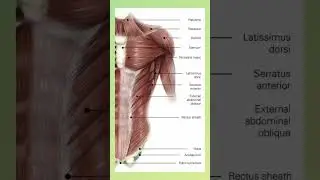 Save & Share for your next viva! 😜 #lazyphysio #muscles #AnatomyMadeEasy #TrunkMuscles #PhysioReel