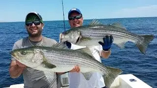 45 Striped Bass and a Whale June 22 2014 Capt Paul Peluso 631 399 2400