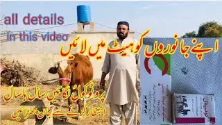How to Bring Heifers & Cattle into Heat | Complete Heat Induction Protocol#drzafar 