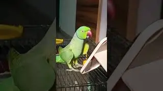 Hello-You all are waiting for my fun! Let's enjoy ❤️🦜