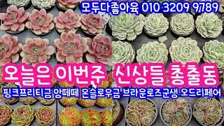 25.12.25 🌹핑크프리티금 앙떼떼 온슬로우금 브라운로즈 오드리페어 포세이돈칠채 핑크벨벳 등🌹 모두다좋아육 010 3209 9789 전국택배가능 유료광고포함 #다육판매영상 