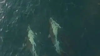 Dolphins at Beagle Marine Park