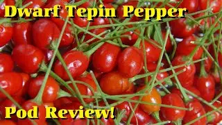 Dwarf Tepin Pepper | Capsicum annuum var. glabriusculum | Pod Review 2026