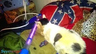 Precious Kitty, {GoldDigger} Healing C, Spooky Phanotron bulb ordered, Sept 10, 2019