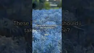 Me: no one stole blue spider lily nvm ima take it🗿