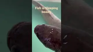 Huge Fish sleeping Beauty #asiatravel #discovery #fish #animals #animalplanet #riverfishing