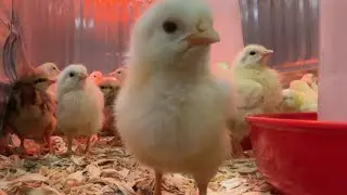 Las Vegas Valley residents buying dozens of chicks to combat egg prices