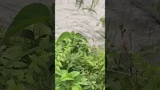Snake Fighting || Scary Video ||